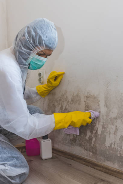 Best Mold Prevention Services  in Bothell East, WA