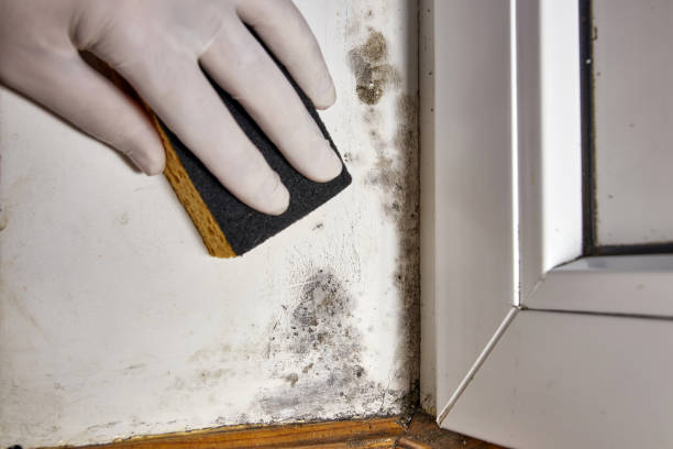 Best Mold Damage Restoration  in Bothell East, WA