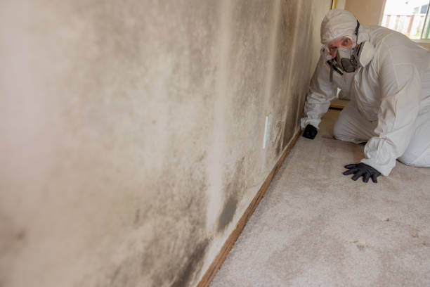 Bothell East, WA Mold Removal Company